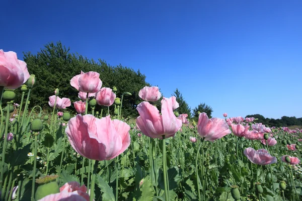 Pradera de amapola — Foto de Stock