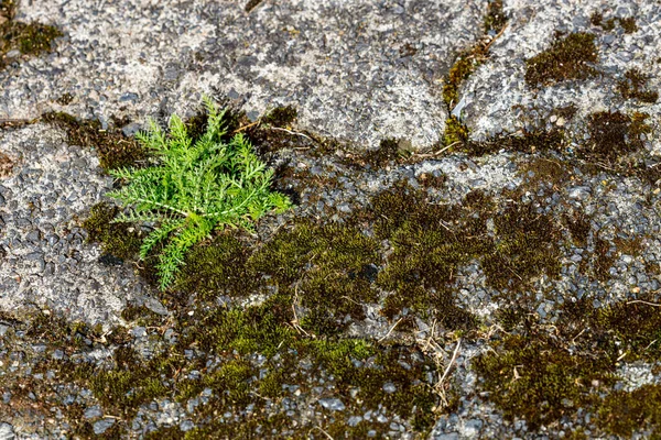 Moss Hierba Pavimento — Foto de Stock