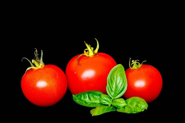 Red Tomatoes Basil Black Background — Stock Photo, Image