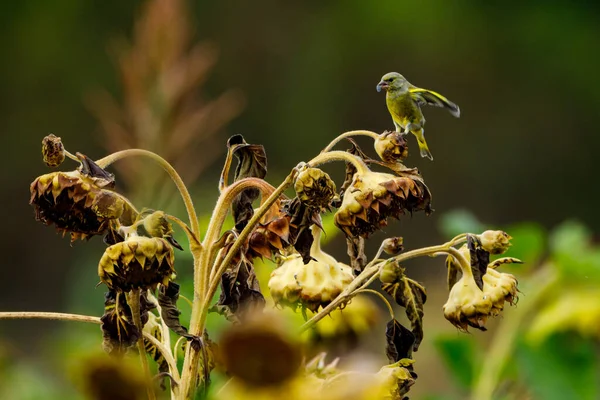 Ein Grünfink Einer Sonnenblume — Stockfoto