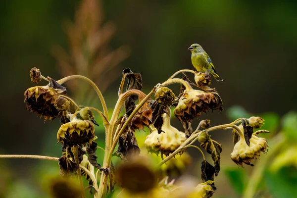 Ein Grünfink Einer Sonnenblume — Stockfoto