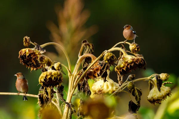 Buchfink Auf Einer Sonnenblume — Stockfoto
