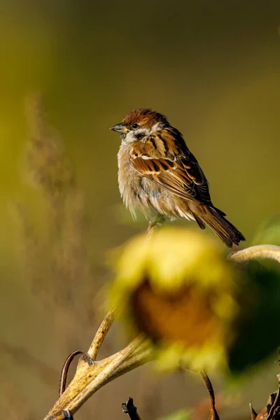 Ein Sperling Auf Einer Sonnenblume — Stockfoto