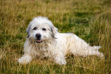 Karpatya 'da bir Romen çoban köpeği