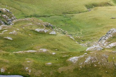 Romanya Karpatya 'sında bir koyun sürüsü