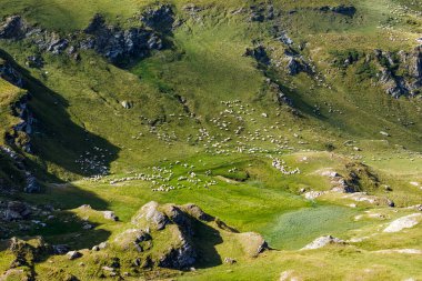 Romanya Karpatya 'sında bir koyun sürüsü