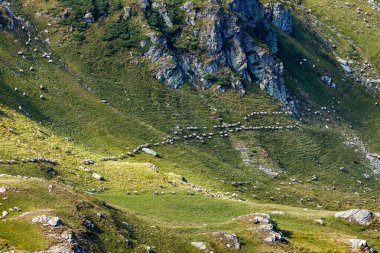 Romanya Karpatya 'sında bir koyun sürüsü
