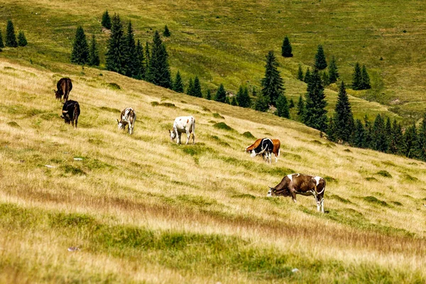 Cows Field Carpathian Mountains — Stock Photo, Image