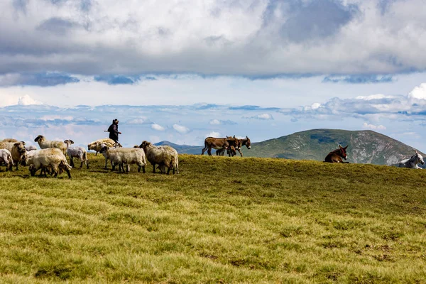 罗马尼亚喀尔巴阡山脉牧民 2021年8月6日 罗马尼亚兰卡 — 图库照片