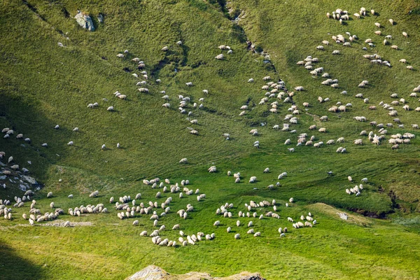 Uma Manada Ovelhas Cárpatos Romênia — Fotografia de Stock