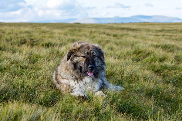 Karpatya Bir Romen Çoban Köpeği — Stok fotoğraf