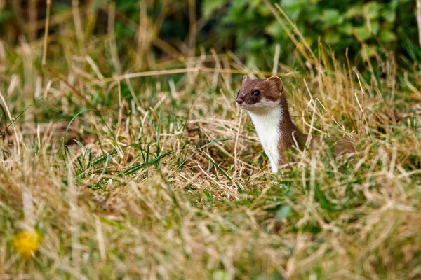 Ein Wiesel Der Tierwelt — Stockfoto