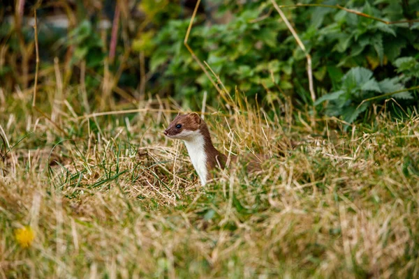 Ein Wiesel Der Tierwelt — Stockfoto