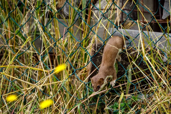 Een Wezel Het Wild — Stockfoto