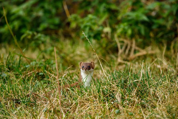 Ein Wiesel Der Tierwelt — Stockfoto