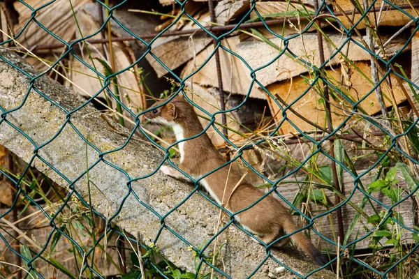 野生动物中的黄鼠狼 — 图库照片