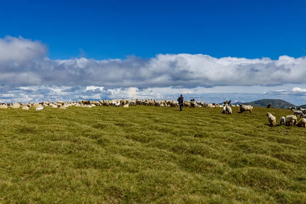 Румынский Пастух Карпатах — стоковое фото