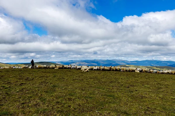 Румынский Пастух Карпатах — стоковое фото