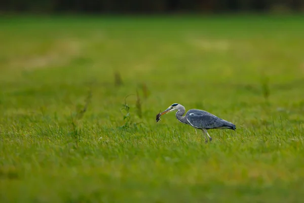 Grey Heron Ardea Cinerea Meadow — Stock Photo, Image