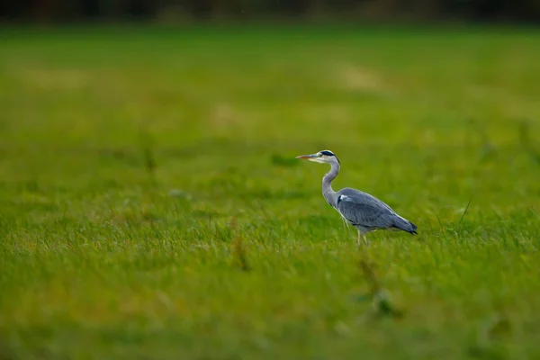 Garza Gris Ardea Cinerea Prado — Foto de Stock