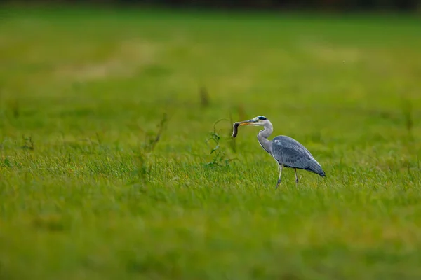 Czapla Szara Ardea Cinerea Łące — Zdjęcie stockowe