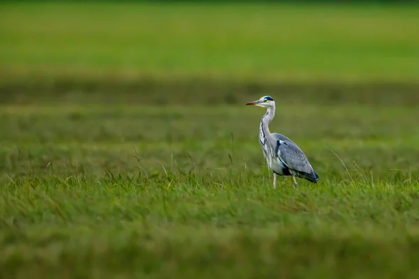 Серая Цапля Ardea Cinerea Лугу — стоковое фото