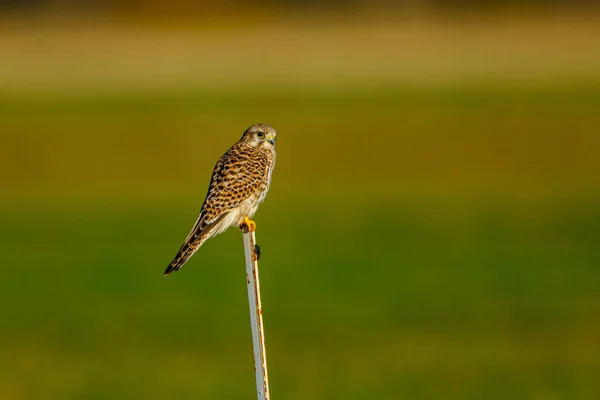 Een Torenvalk Zit Bank Jaagt — Stockfoto