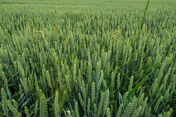 绿色麦田和农业 — 图库照片