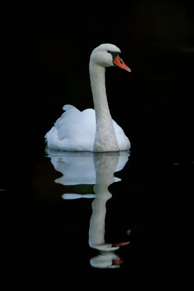 Bílá Labuť Černém Pozadí — Stock fotografie