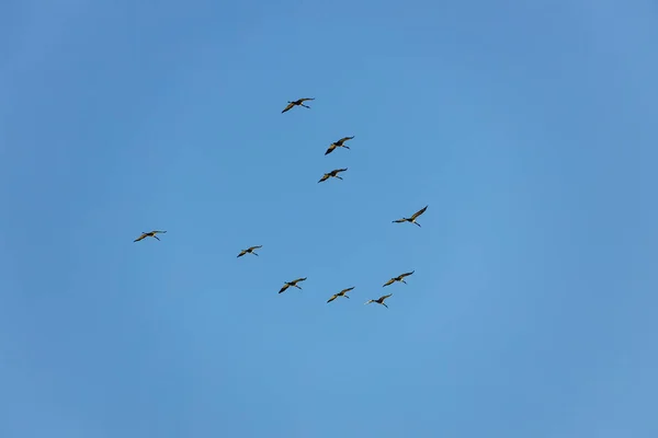 Crane Migration Autumn Kelbra Saxony Anhalt — Stock Photo, Image