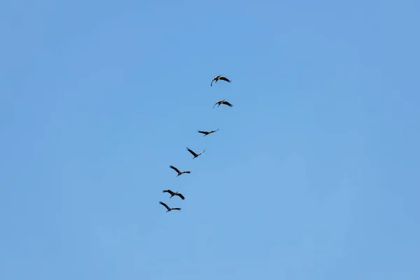 Crane Migration Autumn Kelbra Saxony Anhalt — Stock Photo, Image