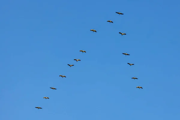 Migración Grúas Otoño Kelbra Sajonia Anhalt — Foto de Stock