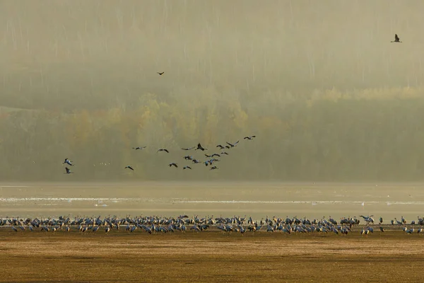 Миграция Кранов Осенью Келбре Саксонии Анхальт — стоковое фото