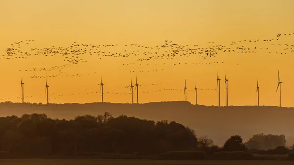 Windenergie Und Zugvögel Bei Sonnenuntergang — Stockfoto