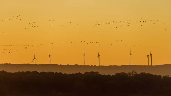 Energia Eólica Migração Aves Guindaste Pôr Sol — Fotografia de Stock