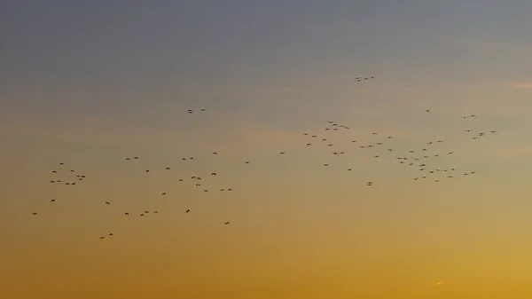 Миграция Кранов Осенью Келбре Саксонии Анхальт — стоковое фото