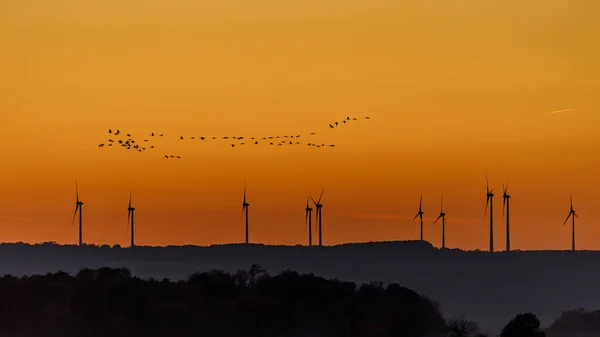 Energia Eólica Migração Aves Guindaste Pôr Sol — Fotografia de Stock