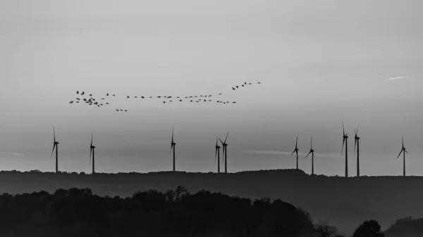 Energía Eólica Migración Aves Grúa Atardecer —  Fotos de Stock