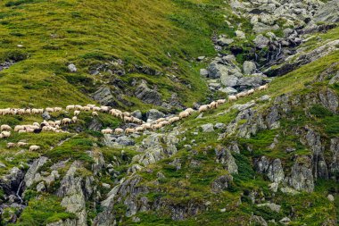 Romanya 'nın Karpatlar bölgesindeki Transfaragasan' da bir koyun sürüsü