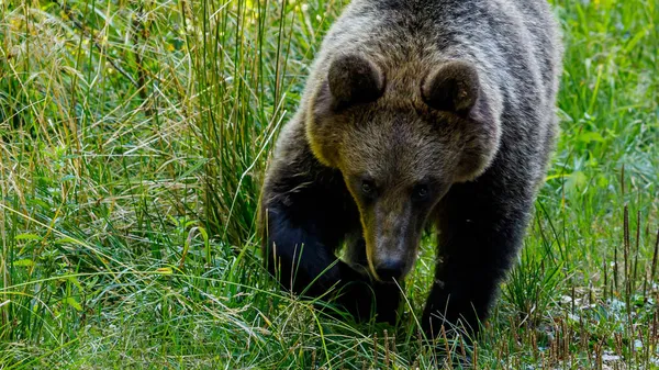 Euroasijský Medvěd Hnědý Rumunských Karpat — Stock fotografie