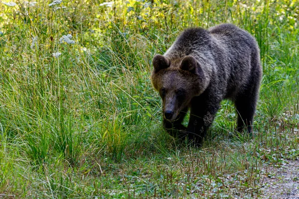 Евразийский Бурый Медведь Карпатах Румынии — стоковое фото