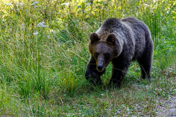 Oso Pardo Eurasiático Los Cárpatos Rumanía — Foto de Stock