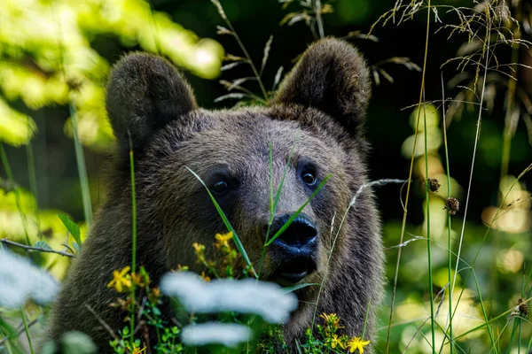 Urso Castanho Eurasiano Nos Cárpatos Roménia — Fotografia de Stock