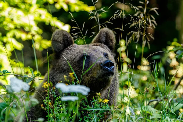 Eurazjatycki Niedźwiedź Brunatny Karpatach Rumunii — Zdjęcie stockowe