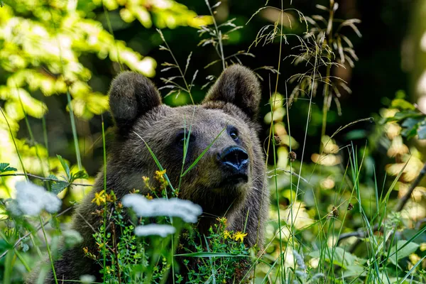 Euroasijský Medvěd Hnědý Rumunských Karpat — Stock fotografie