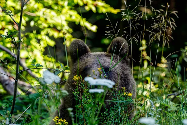 Der Eurasische Braunbär Den Karpaten Rumäniens — Stockfoto