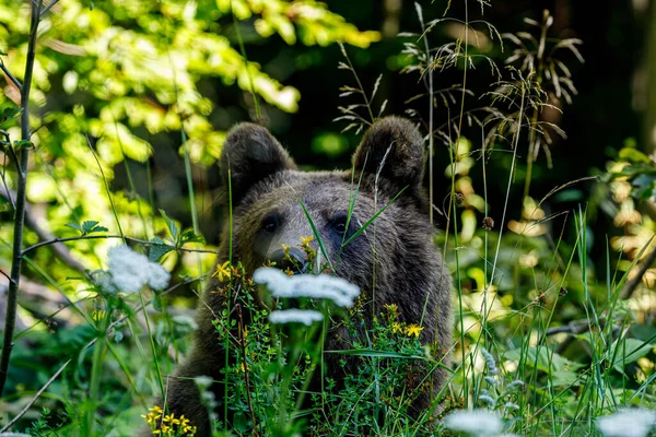 Urso Castanho Eurasiano Nos Cárpatos Roménia — Fotografia de Stock