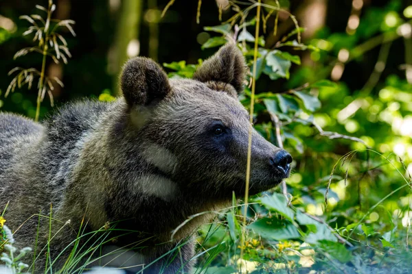 Euroasijský Medvěd Hnědý Rumunských Karpat — Stock fotografie