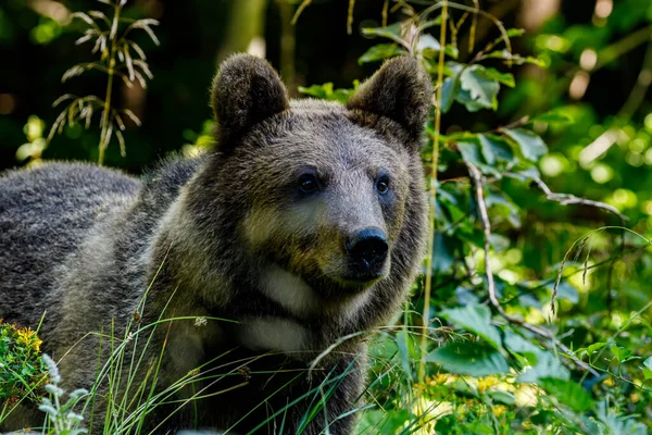 Euroasijský Medvěd Hnědý Rumunských Karpat — Stock fotografie