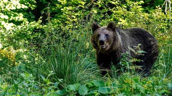 Romanya 'nın Karpatlar bölgesindeki Avrasya kahverengi ayısı
